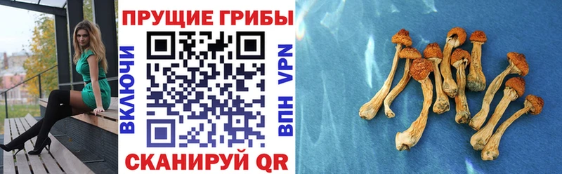 купить  сайты  Пролетарск  Псилоцибиновые грибы Magic Shrooms 